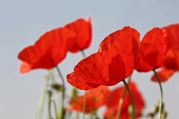 Obraz premium Poppy field, Mohnfeld