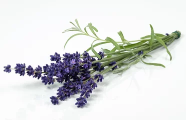 Fototapeten Lavendel © olympus E5