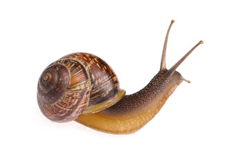 Snail