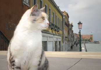 Naklejka premium Venetian cat