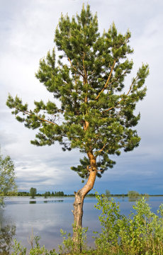 Pine at lake shore. © liubov777