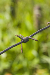 barbed wire against green grass and foliage