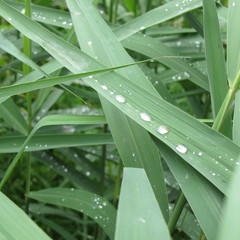 Feuillage sous la pluie.