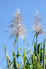 hampes florales de canne à sucre sur fond de ciel bleu