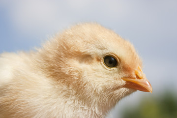 Head of one baby chicken