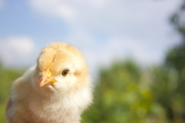 Baby chicken with blue sky background