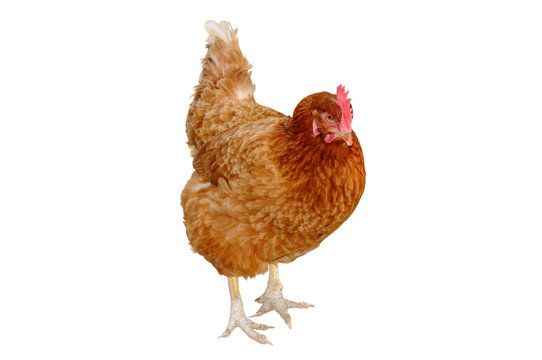 An ex-battery farm brown hen, now free range, isolated on a pure