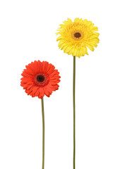 two daisy