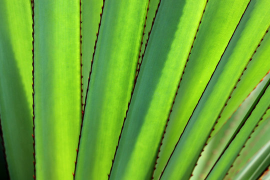 feuilles &eacute;pineuses du vacoa des Mascareignes