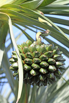 fruit du vacoa pandanus utilis pimpin, &icirc;le de la R&eacute;union