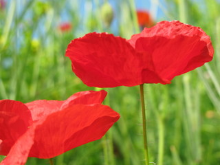 Obraz premium mohnblume