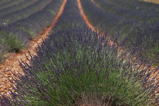 provence