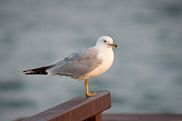 Seagull