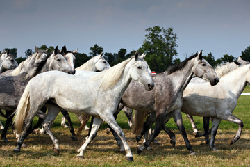 Obraz premium herd of horses