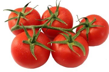 Une branche de tomates