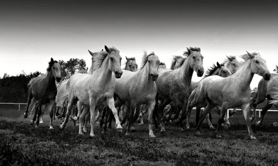 herd of horses - obrazy, fototapety, plakaty