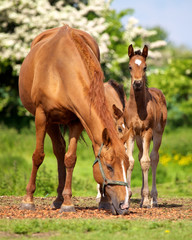 Mayor and Colts