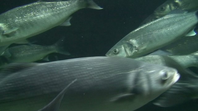 banc de poissons 3