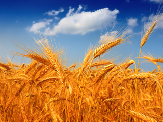 cereal plant
