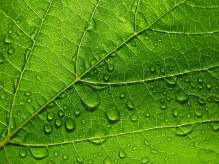Green leaf texture close up