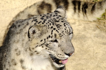 Panthère des neiges / snow leopard