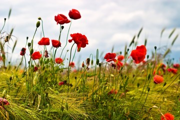 Fototapeta premium kwiaty