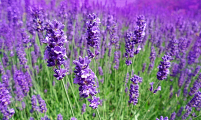 Fototapeta premium herb lavender