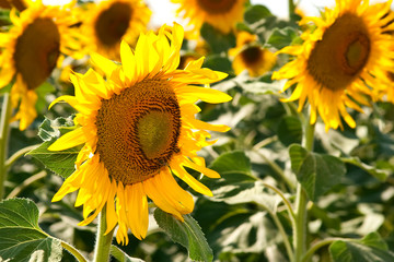 Beautiful sunflowers in summer season