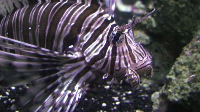 poisson exotique 1