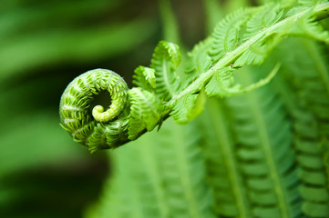young fern leaf. nature background - obrazy, fototapety, plakaty