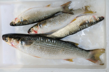 Fishes at the fish market