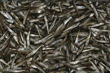 Silversides (Atherina boyeri)