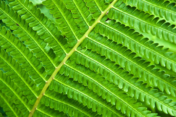 Fototapeta premium young fern leaf. nature background
