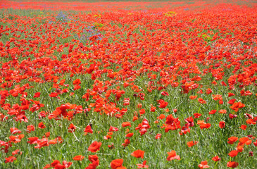champ de coquelicots 7