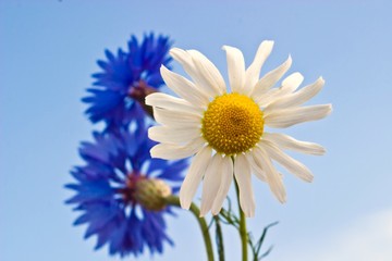 Naklejka premium flowers