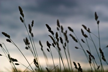 Obraz premium wild plant