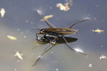 Gerris / Pond skater