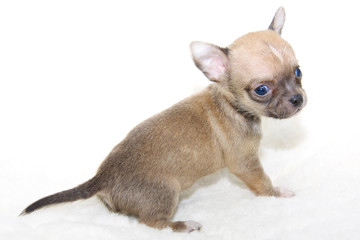 Chihuahua puppy