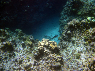 Naklejka na ściany i meble Schnorcheln an einem Riff vor Cayman Islands