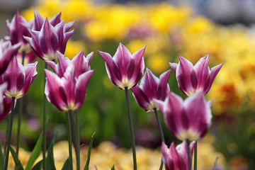 Obraz premium Tulpenbeet