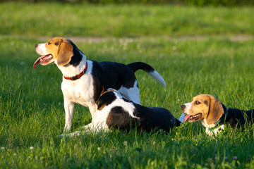 Happy beagle dogs in a park