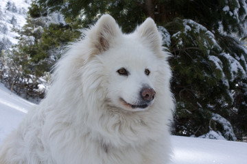 Samojede im Schnee