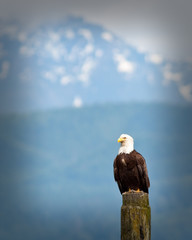 Bald Eagle