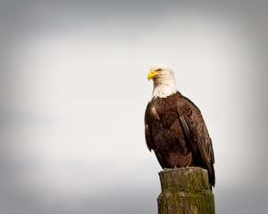 Bald Eagle