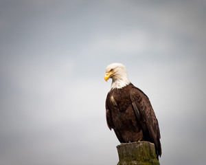 Bald Eagle