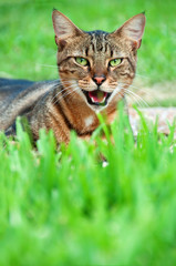 Obraz premium Hungry Cat sitting outdoors waiting for food
