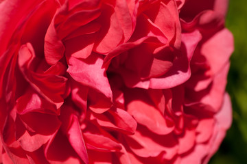 Naklejka premium Rote Rose