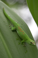 Green gecko