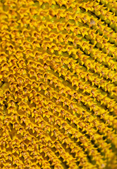Sunflower Closeup