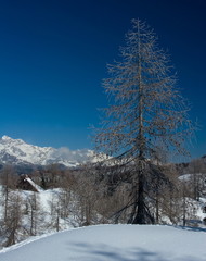 frozen tree with mountain hut